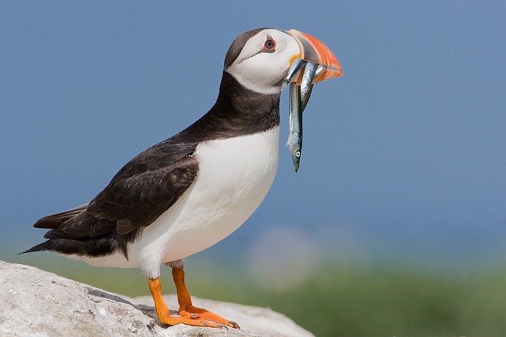 Papageitaucher Fratercula arctica Atlantic Puffin